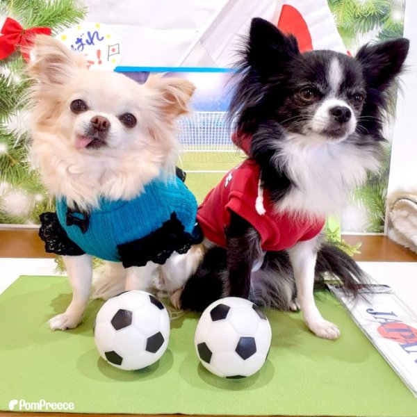 画像7: 【ポイント10倍で会員様はお得】  おもちゃ ボール 小型犬 大型犬 ペット用品 音の出るおもちゃ ペットぬいぐるみおもちゃ 猫噛む 投げるおもちゃ  (7)