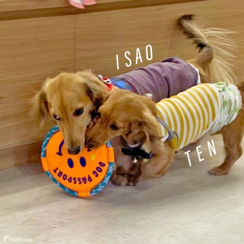 画像2: デンタルロープTOY KASAKASA スマイルフリスビー 【Sサイズ】 (2)