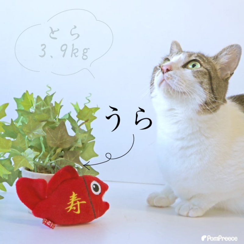 画像6: PeePeeTOY KASAKASA めでタイ (6)