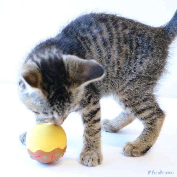 画像2: 【ポイント10倍で会員様はお得】犬 おもちゃ 鈴入り 音が鳴る 玩具 小型犬 おもちゃ 猫 ラテックスTOY たこ焼き (2)