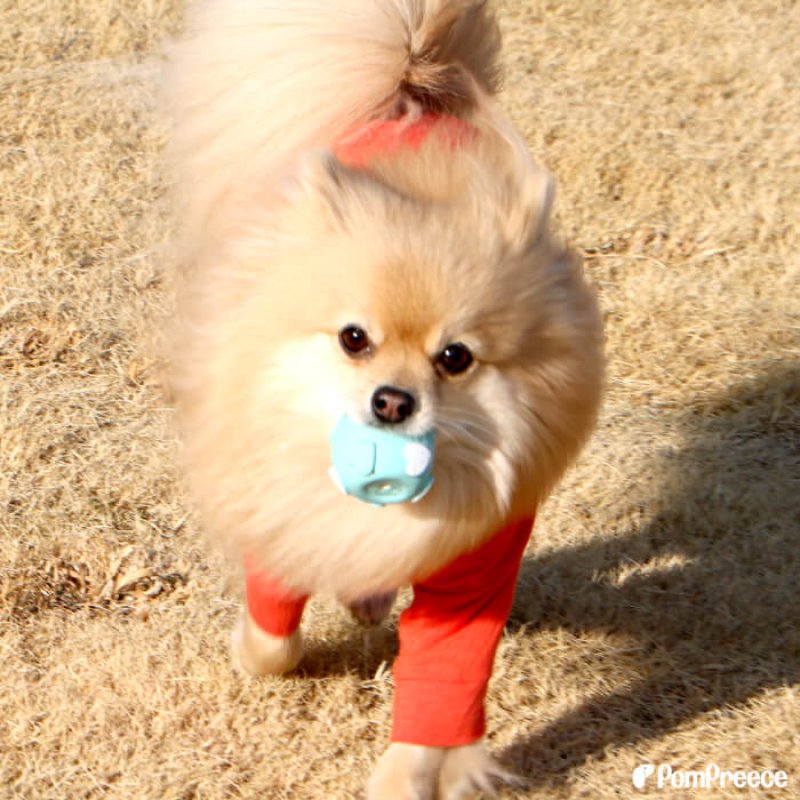 画像2: ラテックスTOY PeePee ラブボール 【Sサイズ】 (2)