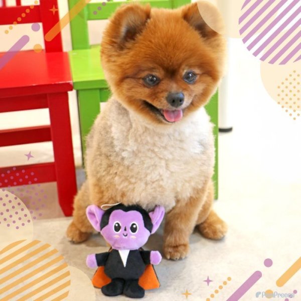 画像11: 【ポイント10倍で会員様はお得】 犬 猫 ペット用おもちゃ PeePeeTOY カサカサ小悪魔くん (11)
