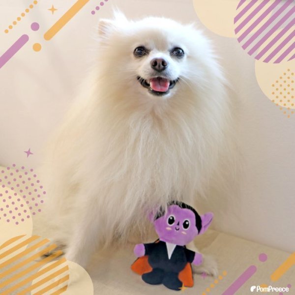 画像12: 【ポイント10倍で会員様はお得】 犬 猫 ペット用おもちゃ PeePeeTOY カサカサ小悪魔くん (12)