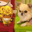 画像15: 【ポイント10倍で会員様はお得】犬 猫用 おもちゃ PeePeeTOY みほーす［美浦村マスコットキャラクター公式コラボ商品］※数量限定 (15)