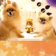 画像16: 【ポイント10倍で会員様はお得】犬 猫用 おもちゃ PeePeeTOY みほーす［美浦村マスコットキャラクター公式コラボ商品］※数量限定 (16)