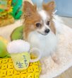 画像6: 【ポイント10倍で会員様はお得】 デンタルロープTOY 生ビール (6)