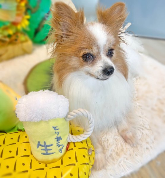 画像6: 【ポイント10倍で会員様はお得】 デンタルロープTOY 生ビール (6)