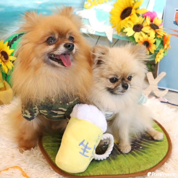 画像4: 【ポイント10倍で会員様はお得】 デンタルロープTOY 生ビール (4)