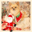 画像3: 【ポイント10倍で会員様はお得】NEW 犬 猫用 おもちゃ ロープTOY のびのびサンタさん (3)
