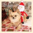 画像2: 【ポイント10倍で会員様はお得】NEW 犬 猫用 おもちゃ ロープTOY のびのびサンタさん (2)