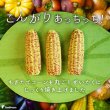 画像10: 【ポイント10倍で会員様はお得】 ラテックスTOY  焼きとうもろこし（鈴入り） (10)