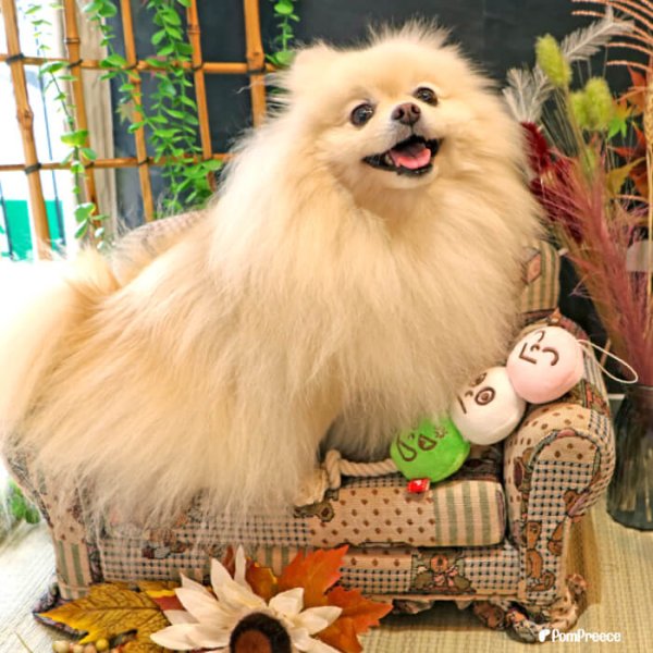 画像7: 【ポイント10倍で会員様はお得】お団子 3色だんご犬・猫兼用 デンタルロープTOY (7)