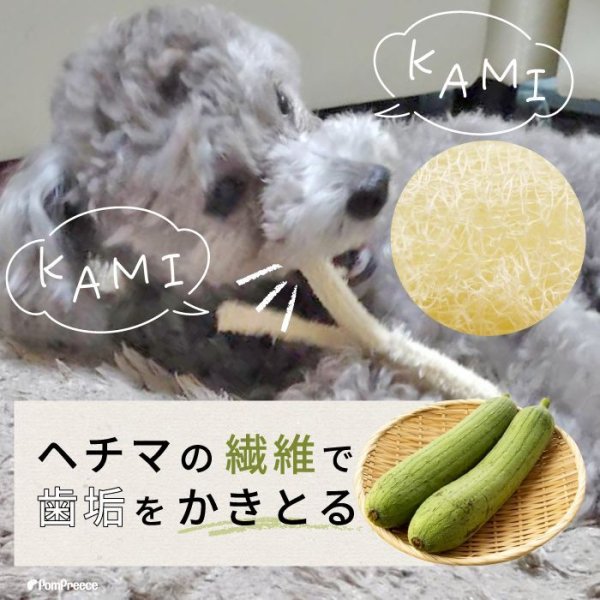 画像8: 【ポイント10倍で会員様はお得】犬 猫 選べるデンタルヘチマTOYデンタルヘチマTOY　ポンポリース (8)