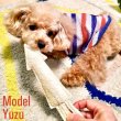 画像10: 【ポイント10倍で会員様はお得】犬 猫 選べるデンタルヘチマTOYデンタルヘチマTOY　ポンポリース (10)
