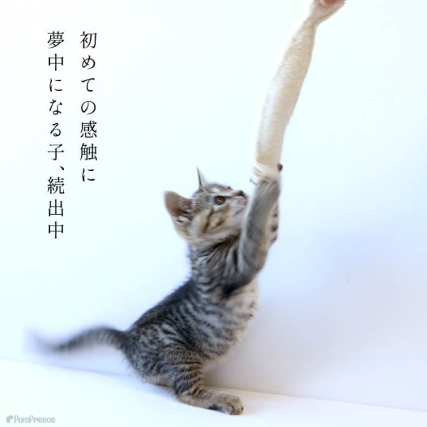 画像13: 【ポイント10倍で会員様はお得】犬 猫 選べるデンタルヘチマTOYデンタルヘチマTOY　ポンポリース (13)