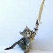 画像14: 【ポイント10倍で会員様はお得】犬 猫 選べるデンタルヘチマTOYデンタルヘチマTOY　ポンポリース (14)