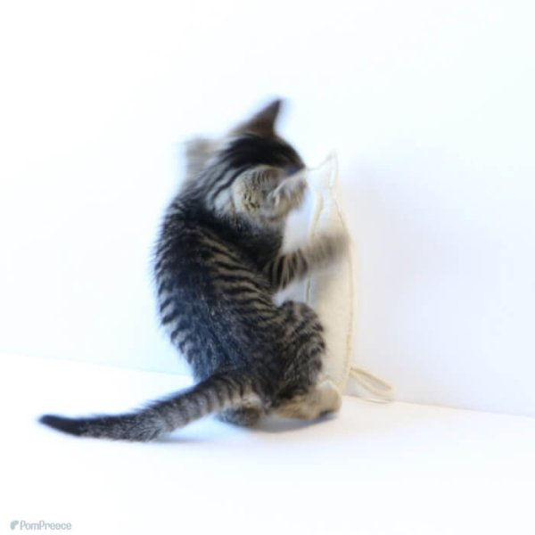 画像15: 【ポイント10倍で会員様はお得】犬 猫 選べるデンタルヘチマTOYデンタルヘチマTOY　ポンポリース (15)