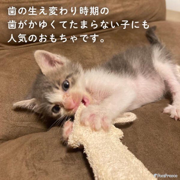 画像3: 【ポイント10倍で会員様はお得】犬 猫 選べるデンタルヘチマTOYデンタルヘチマTOY　ポンポリース (3)