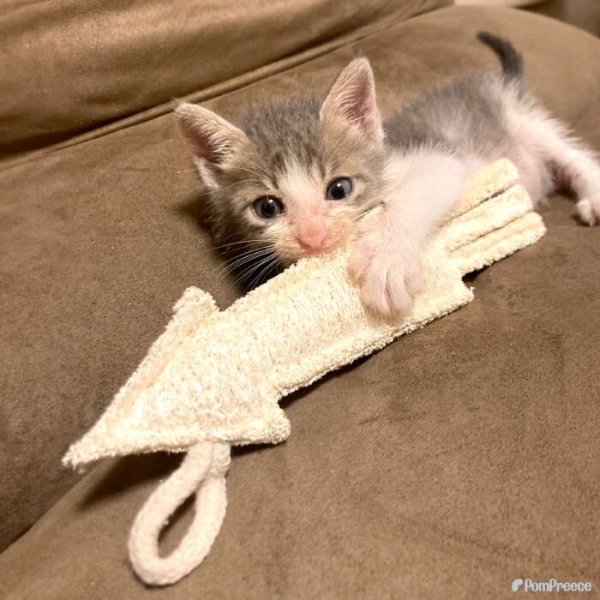 画像5: 【ポイント10倍で会員様はお得】犬 猫 選べるデンタルヘチマTOYデンタルヘチマTOY　ポンポリース (5)