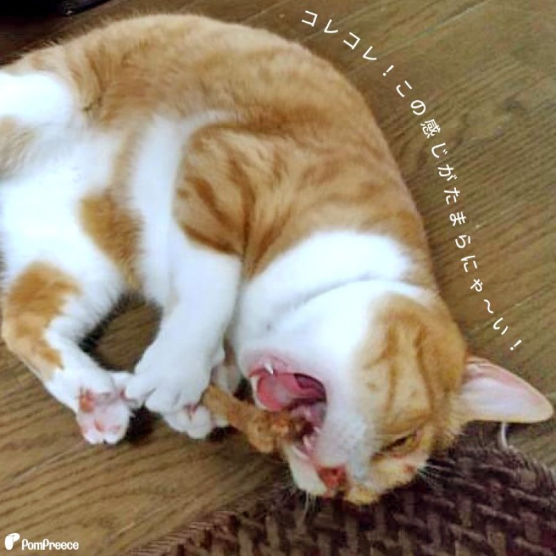 画像9: 国産 ニャンともBIG またたびの木 （2本入） (9)