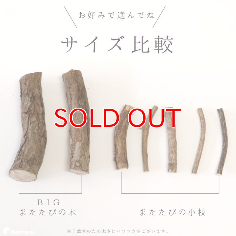 画像8: 国産 ニャンともBIG またたびの木 （2本入） (8)