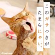 画像3: 【ポイント10倍で会員様はお得】[ネコpom]国産　ニャンともBIG　またたびの木（2本入） (3)