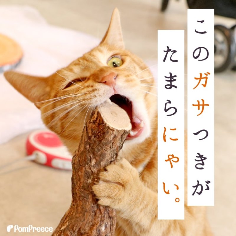 画像3: 国産 ニャンともBIG またたびの木 （2本入） (3)