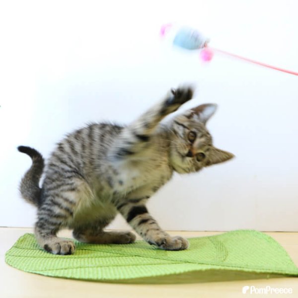 画像4: 【ポイント10倍で会員様はお得】じゃらしIC TOY ひえひえかき氷 またたび入り (4)