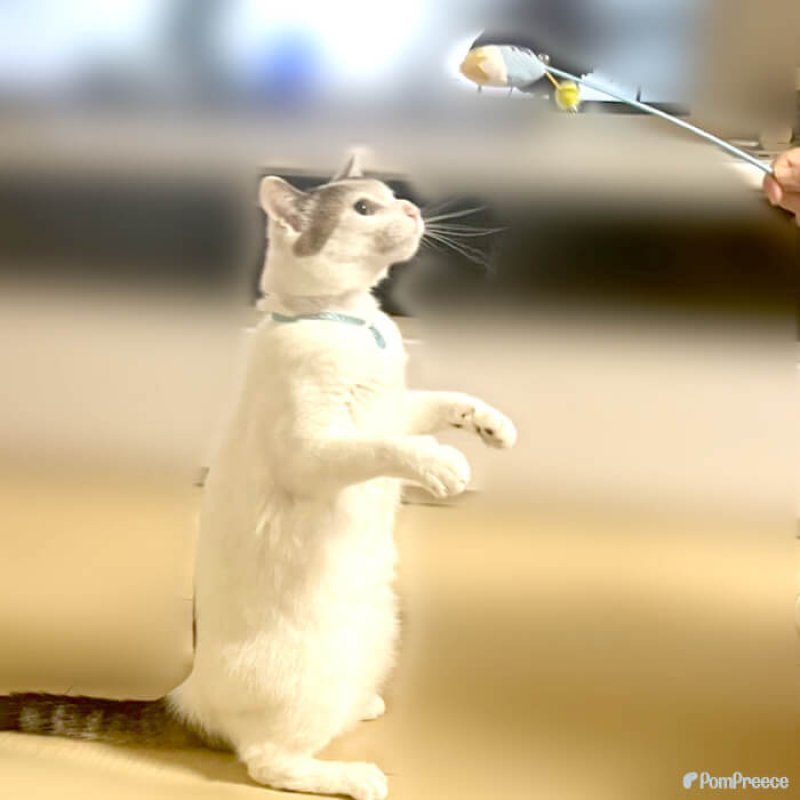 画像6: じゃらしICTOY またたび入り ひえひえかき氷 (6)