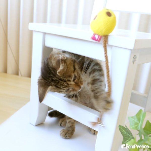 画像7: 【ポイント10倍で会員様はお得】 デンタルネットTOY またたび入りプチマウス※2点セット（ピンクとイエロー） (7)