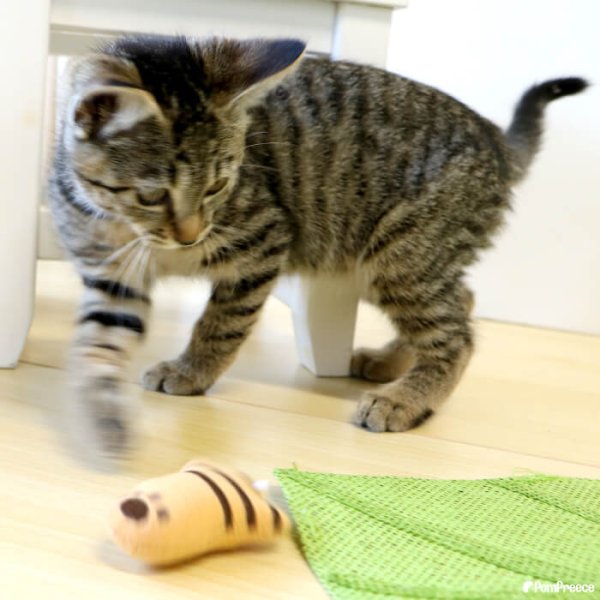 画像4: 【ポイント10倍で会員様はお得】またたび入りTOY ニャンコの手※ブラックのみとなります (4)