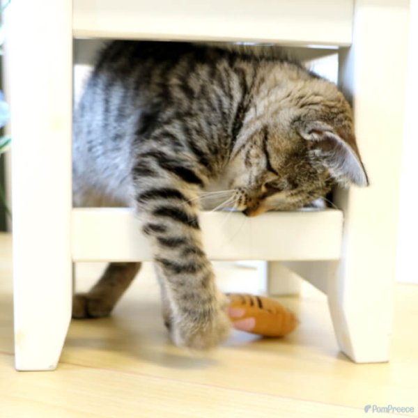 画像10: 【ポイント10倍で会員様はお得】またたび入りTOY ニャンコの手※ブラックのみとなります (10)