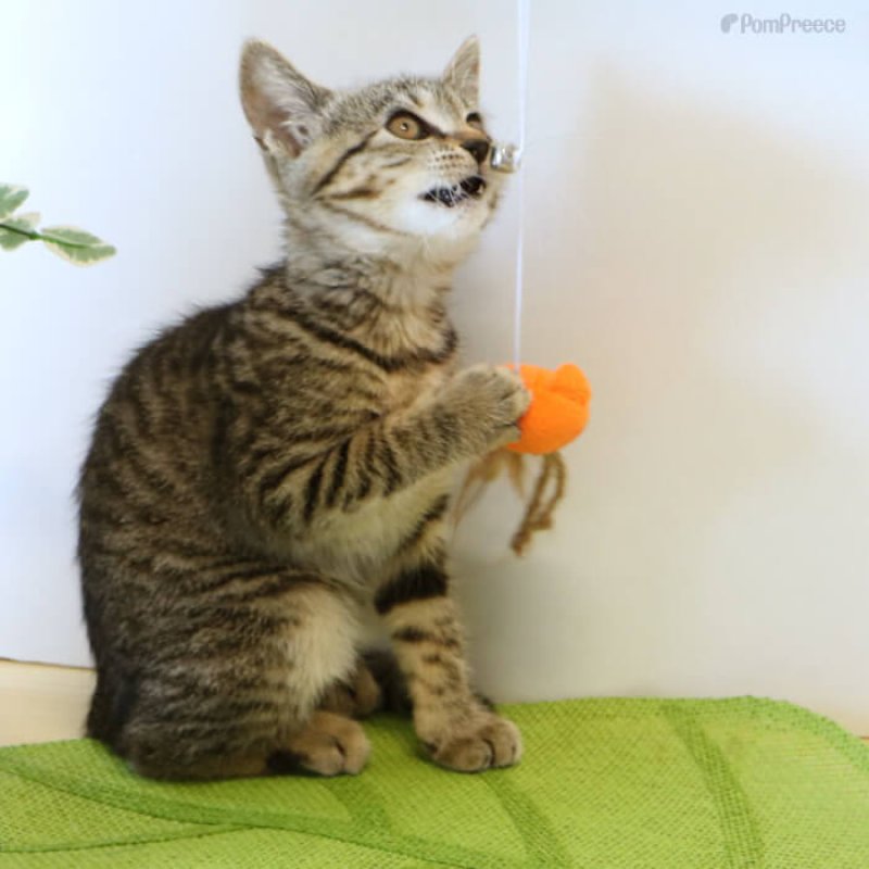 画像5: じゃらしTOY ゆらゆらニャンコ (5)