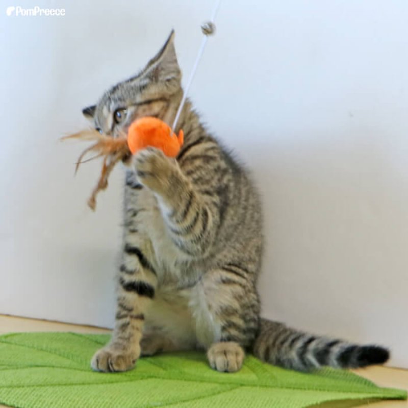 画像6: じゃらしTOY ゆらゆらニャンコ (6)