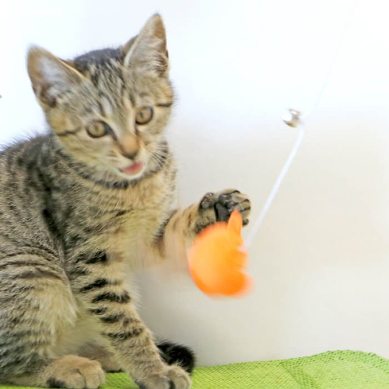 画像7: じゃらしTOY ゆらゆらニャンコ (7)