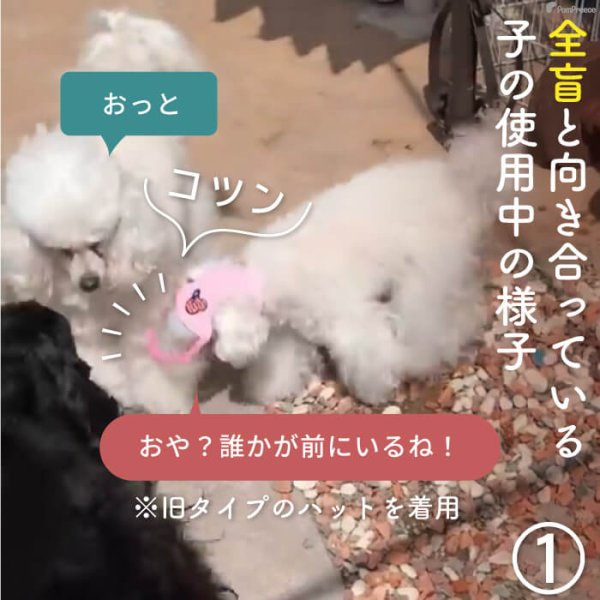 画像11: 【ポイント10倍で会員様はお得】】 入荷しました 犬用 介護用品 簡単装着 サイズ調整可 目が不自由な子用のサポートグッズ 盲目犬 視覚障害犬 アイ＆フェイスガード メッシュブリムハット【S〜LL】 (11)