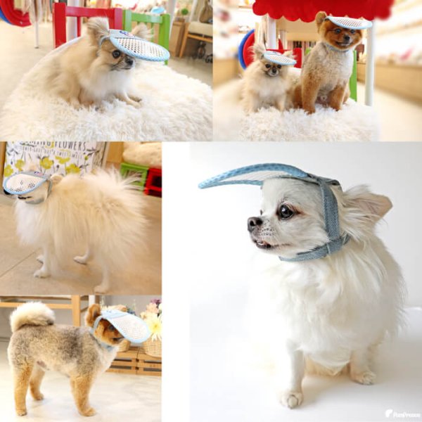 画像22: 【ポイント10倍で会員様はお得】】 入荷しました 犬用 介護用品 簡単装着 サイズ調整可 目が不自由な子用のサポートグッズ 盲目犬 視覚障害犬 アイ＆フェイスガード メッシュブリムハット【S〜LL】 (22)