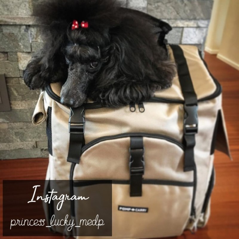 画像19: 耐荷重12kg 犬猫用ランドリュック ビッグフィットキャリー※ブラックのみ在庫限り (19)