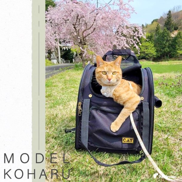 画像20: 【セール品15％OFF】 猫用ペットキャリー3WAYタッチインリュック スカイキャリ― 旅行 通院 散歩 折り畳み収納可能 (20)