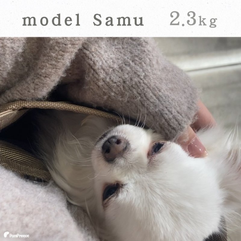 画像7: 犬猫兼用 小動物用 カンガルーバッグ シンプルフリー（カラー：ベージュ） (7)