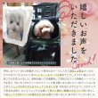 画像22: 【ポイント10倍で会員様はお得】 犬・猫用ペットキャリー  3WAYタッチインリュック パノラマビュ― ランドキャリ― (22)
