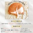 画像6: 【ポイント10倍で会員様はお得】  ALL SEASON 猫カドラーパンプキン マット付き (6)