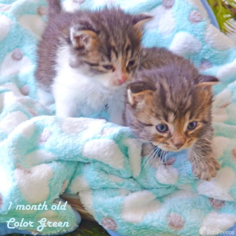 画像6: 犬猫兼用 ふわふわブランケット (6)