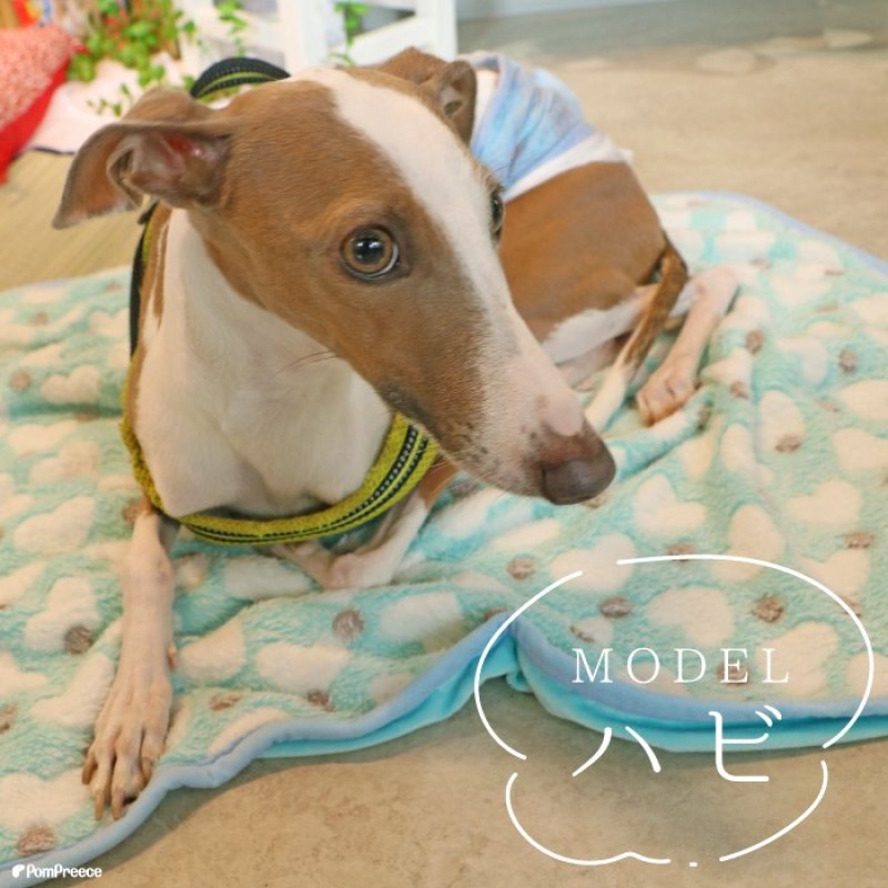 画像5: 犬猫兼用 ふわふわブランケット (5)