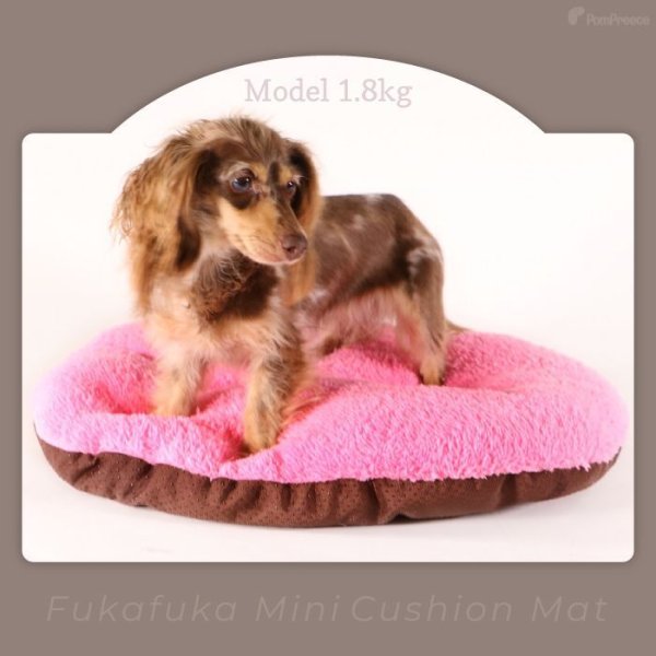 画像7: 【ポイント10倍で会員様はお得】 ミニクッションマット 【M】 (7)