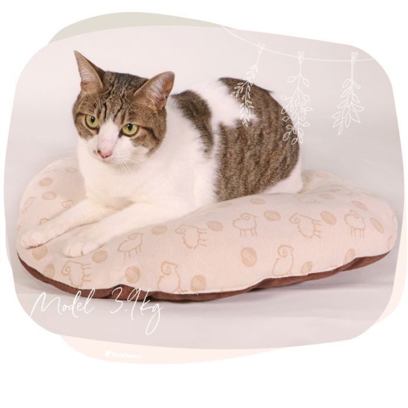 画像6: 犬猫兼用 ミニクッションマット フェアオーガニック (6)