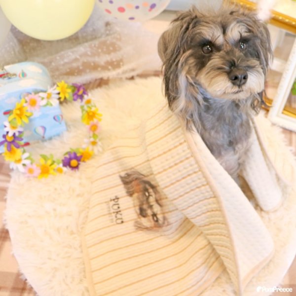 画像19: 【オーダーメイド受注生産】うちの子画像入り ブランケット フェアオーガニック ポンポリース【12月1日〜12月25日まで迷子札プレゼント中！】 (19)