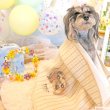 画像18: 【オーダーメイド受注生産】うちの子画像入り ブランケット フェアオーガニック ポンポリース (18)