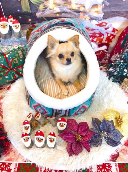 画像3: 【ポイント10倍で会員様はお得】 巣穴カドラー アメリカンズ ネイチャー 【S〜LL】 (3)