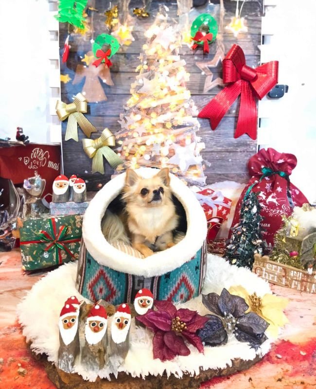 画像2: 犬猫兼用 巣穴カドラー アメリカンズ ネイチャー 【S〜LL】 (2)